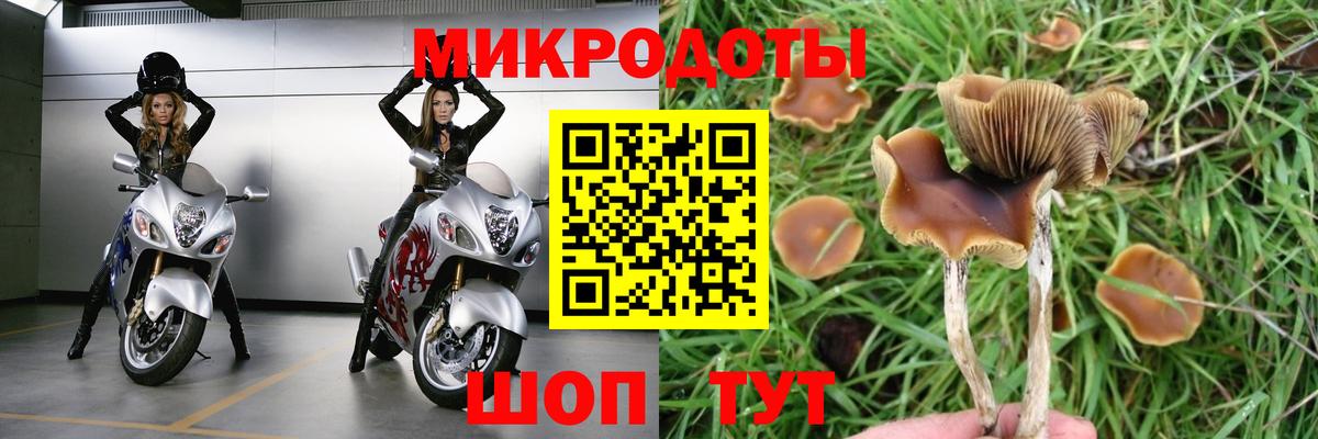 Галлюциногенные грибы Psilocybe Октябрьский